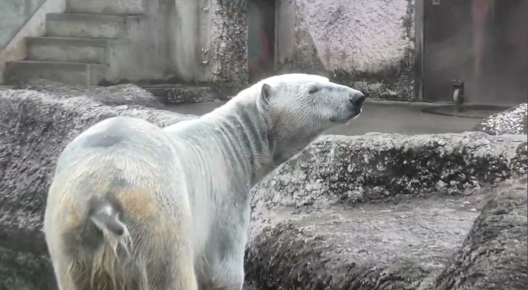 德岛动物园中的雌性北极熊 图/视频截图