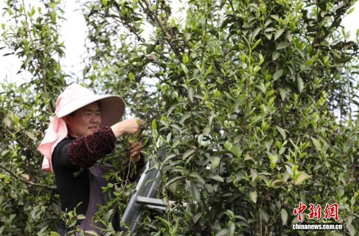 图为茶农在沿河自治县塘坝镇榨子村搭梯登高采摘茶叶。田烈 摄