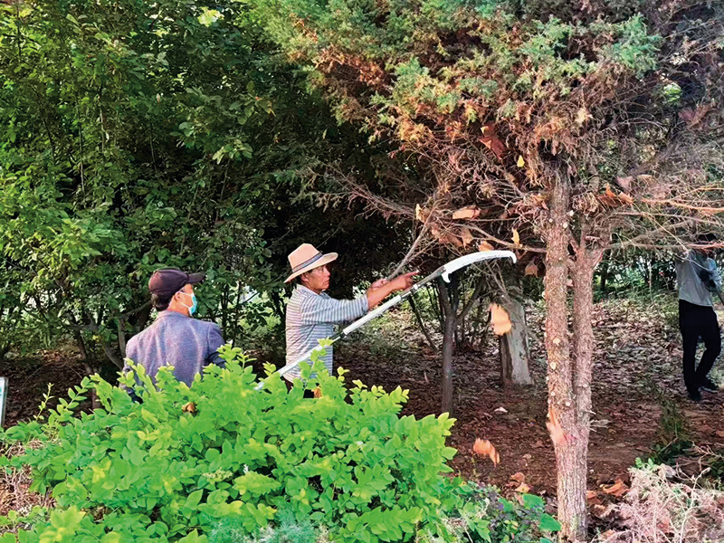 次仁罗布（右）在村里修剪树枝（资料照片） 受访者供图