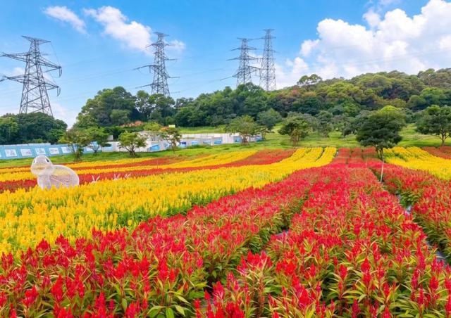 图源:今日海沧