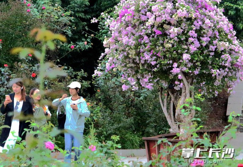 虽已秋日,但植物园仍是“花枝俏”。均为通讯员 彭炜 摄
