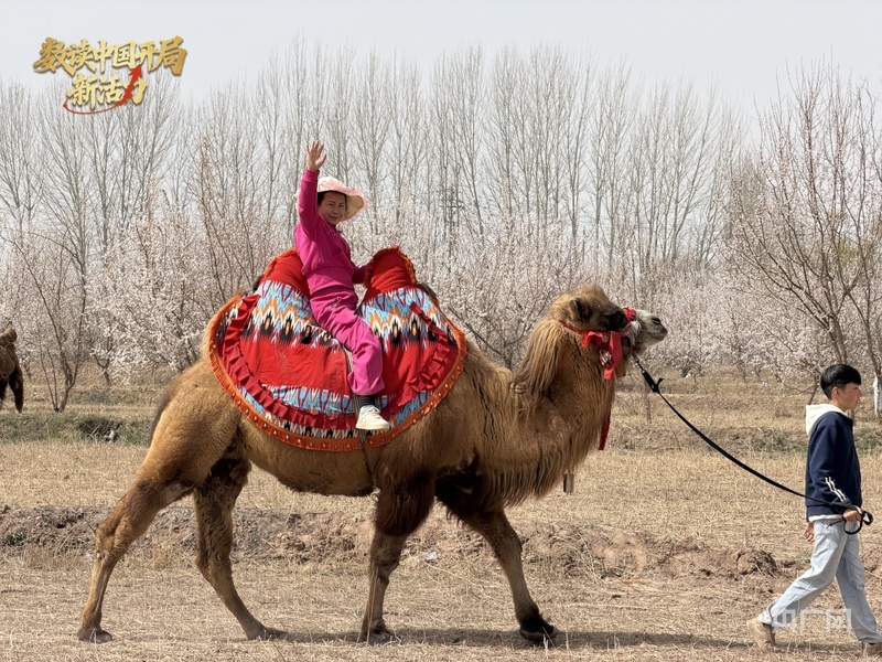 游客在体验骆驼骑行 （央广网记者 丁安 摄）