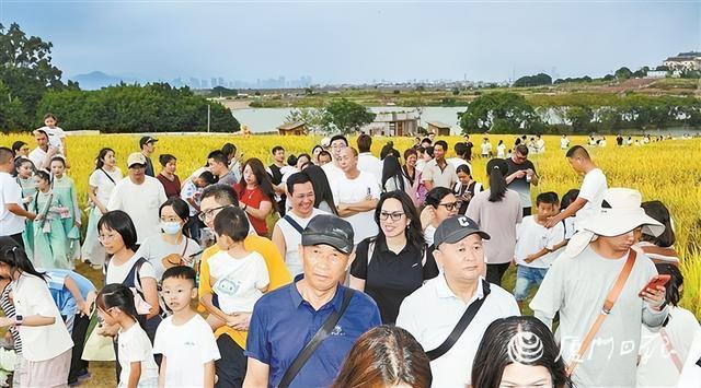 国庆假期,翔安西岩山片区稻田吸引市民游客前往打卡。(本组图/本报记者 卢剑豪 摄)