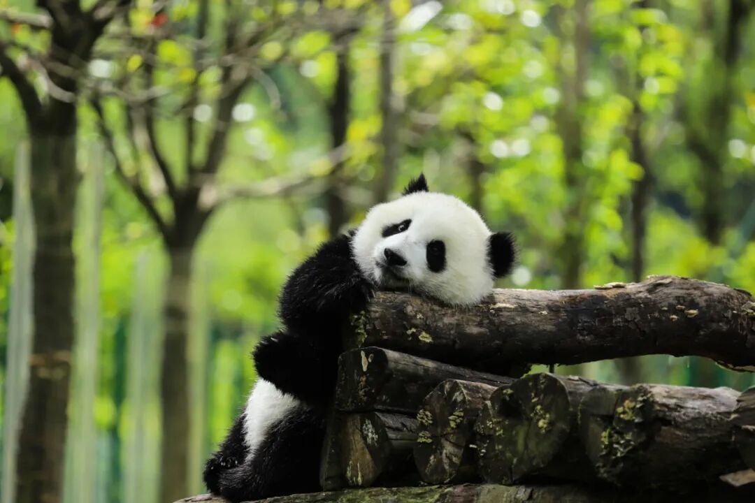 摄图网_501653859_可爱的中国国宝大熊猫_(企业商用).jpg