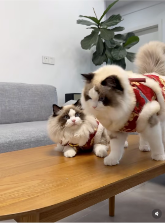 @被五只布偶选中的日子