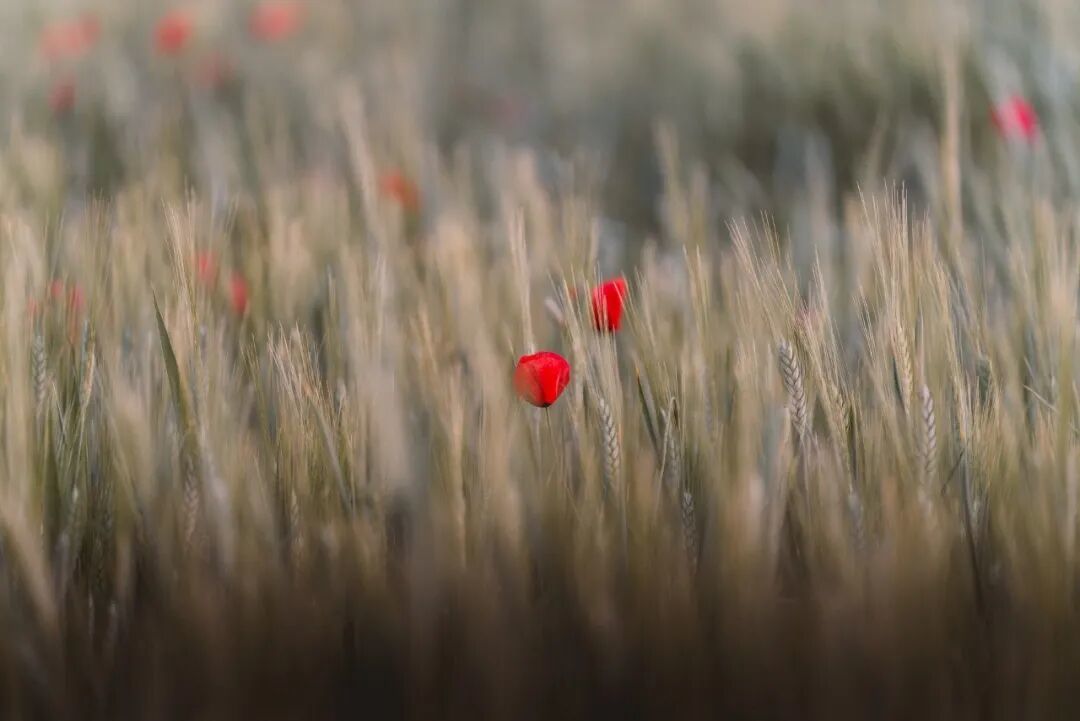 （图片来源：pixabay）