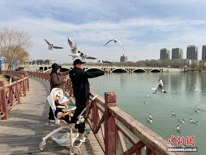每年3月至4月,红嘴鸥都会迁徙至银川停歇,与市民共享春日湖景。 中新网记者 李佩珊 摄
