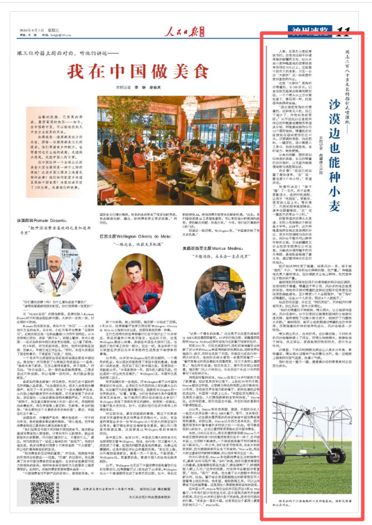 人民日报海外版看新疆 | 沙漠边也能种小麦