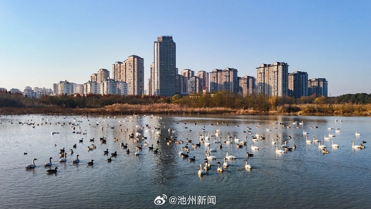 【“贵客” 即将抵达池州！】芦荻摇曳，秋水澄澈。霜降之后，平天湖国家