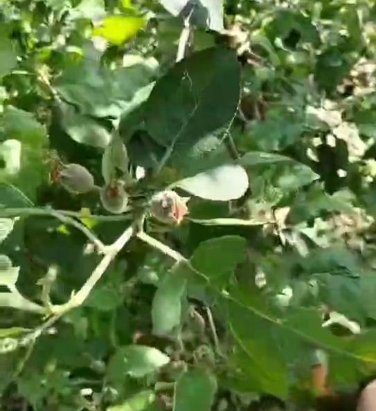 被冰雹打烂的苹果树叶(视频截图)