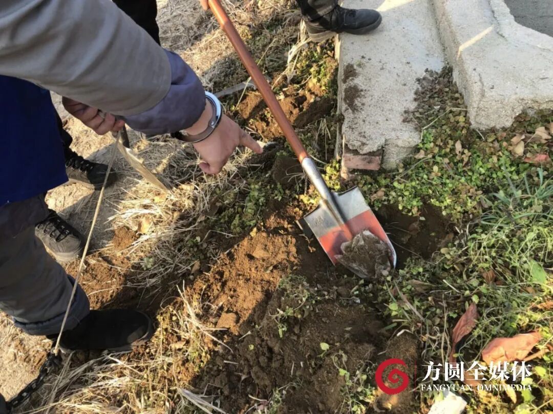2024年12月25日,犯罪嫌疑人黄志明在山东威海指认埋包位置,办案人员现场挖出埋藏的大麻。(图片来源:受访者供图)