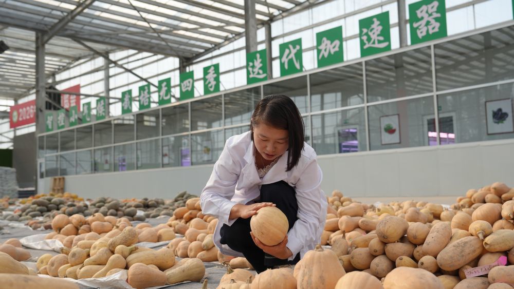 宁夏泰金种业股份有限公司植物工厂工作人员正在进行南瓜品种筛选。新华社记者刘海 摄