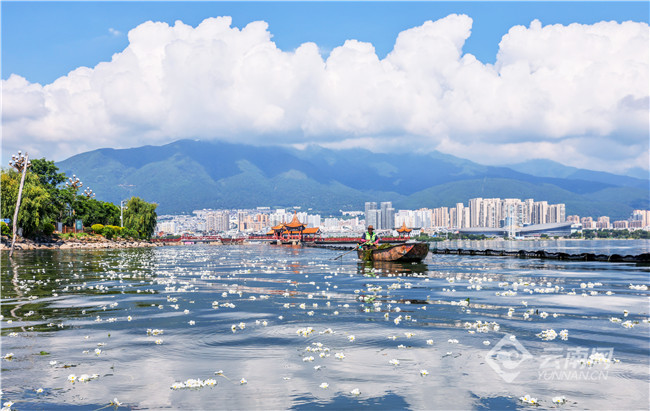 大理洱海清波荡漾，洁白的海菜花若隐若现、轻轻摇曳。记者 陈飞 摄