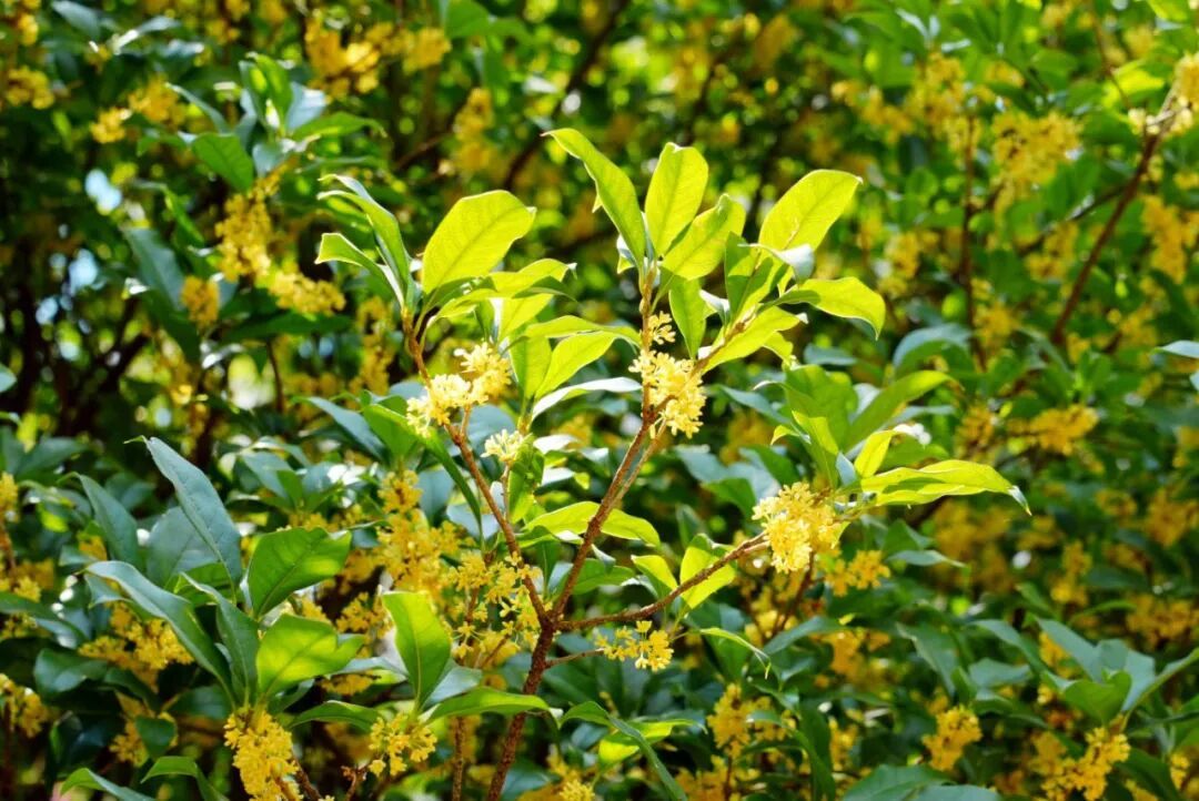 摄图网_701592669_秋季枝头盛开的金桂桂花素_(企业商用).jpg