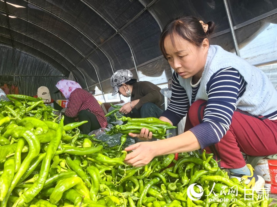 工人分拣辣椒。人民网记者 周婉婷摄