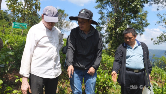 金林红（中）等人在Siriwardana（左）家茶园