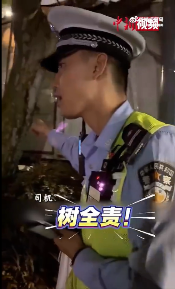 开车撞到树被认定全责!上海一司机喊冤:树杈太长挡路 是树全责