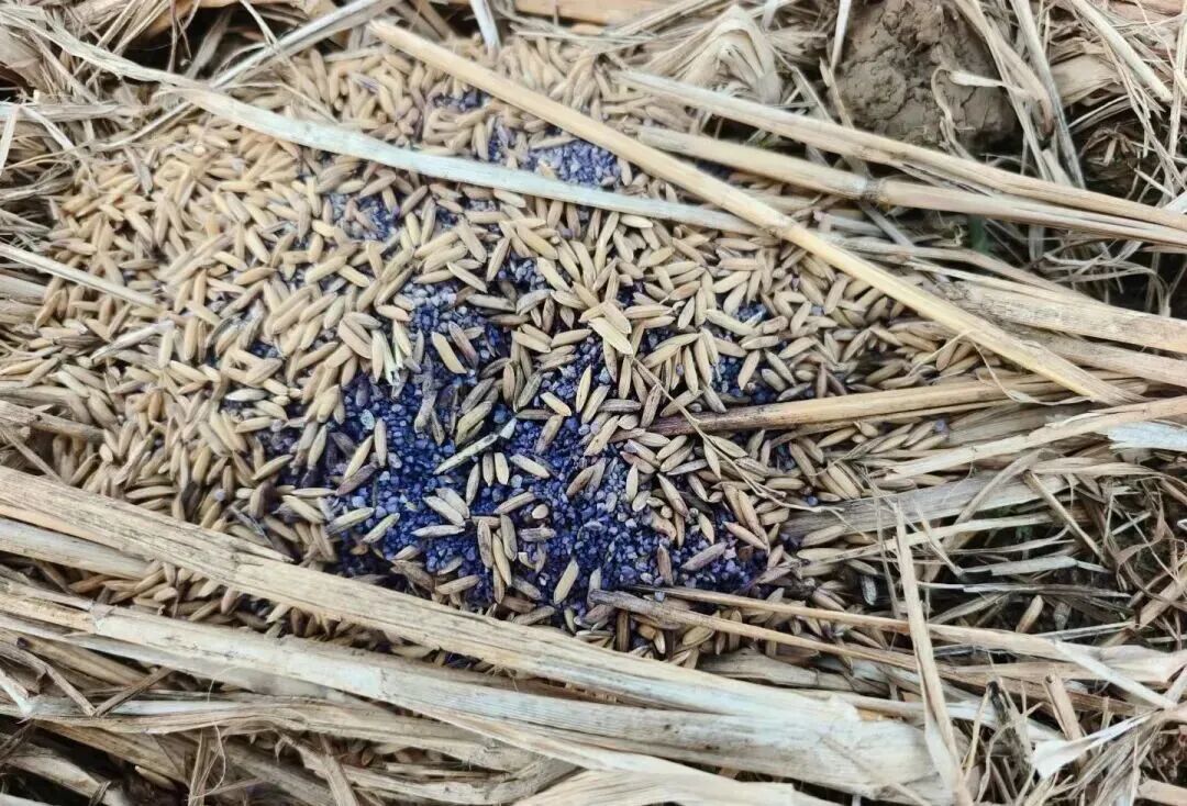 湿地内的疑似毒饵 / 图源：新京报