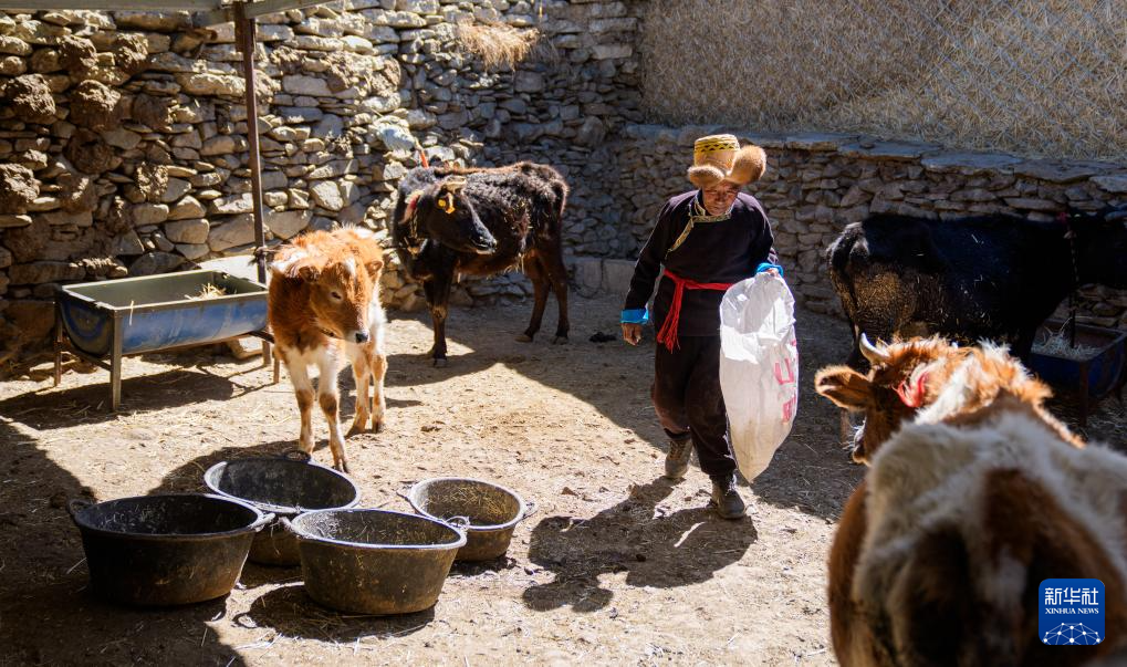 白玛扎西在家中喂牛（3月26日摄）。