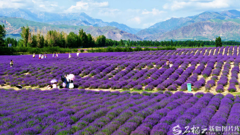 6月底，霍城县芦草沟镇晃晃村薰衣草花田吸引着各地游客观光游玩。 霍轩摄
