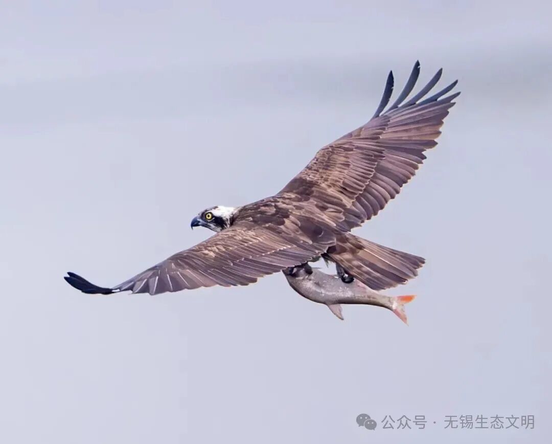 b7f725af17ceb2e052ec71b17680f29e.jpg