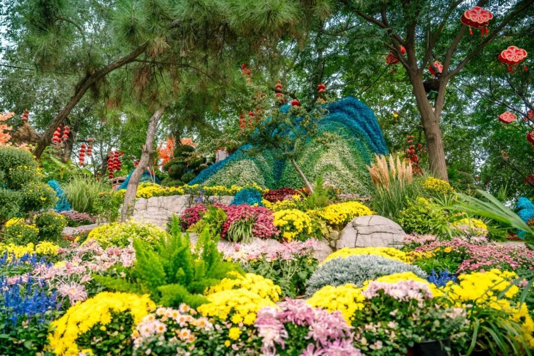 10.6 袁航 假山菊花-05343 (2).jpg