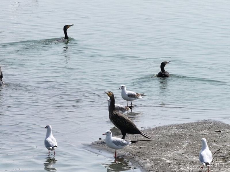 白鹭、鸬鹚、野鸭等水鸟在艾西曼湖边嬉水。□麦吾兰江·莫明摄