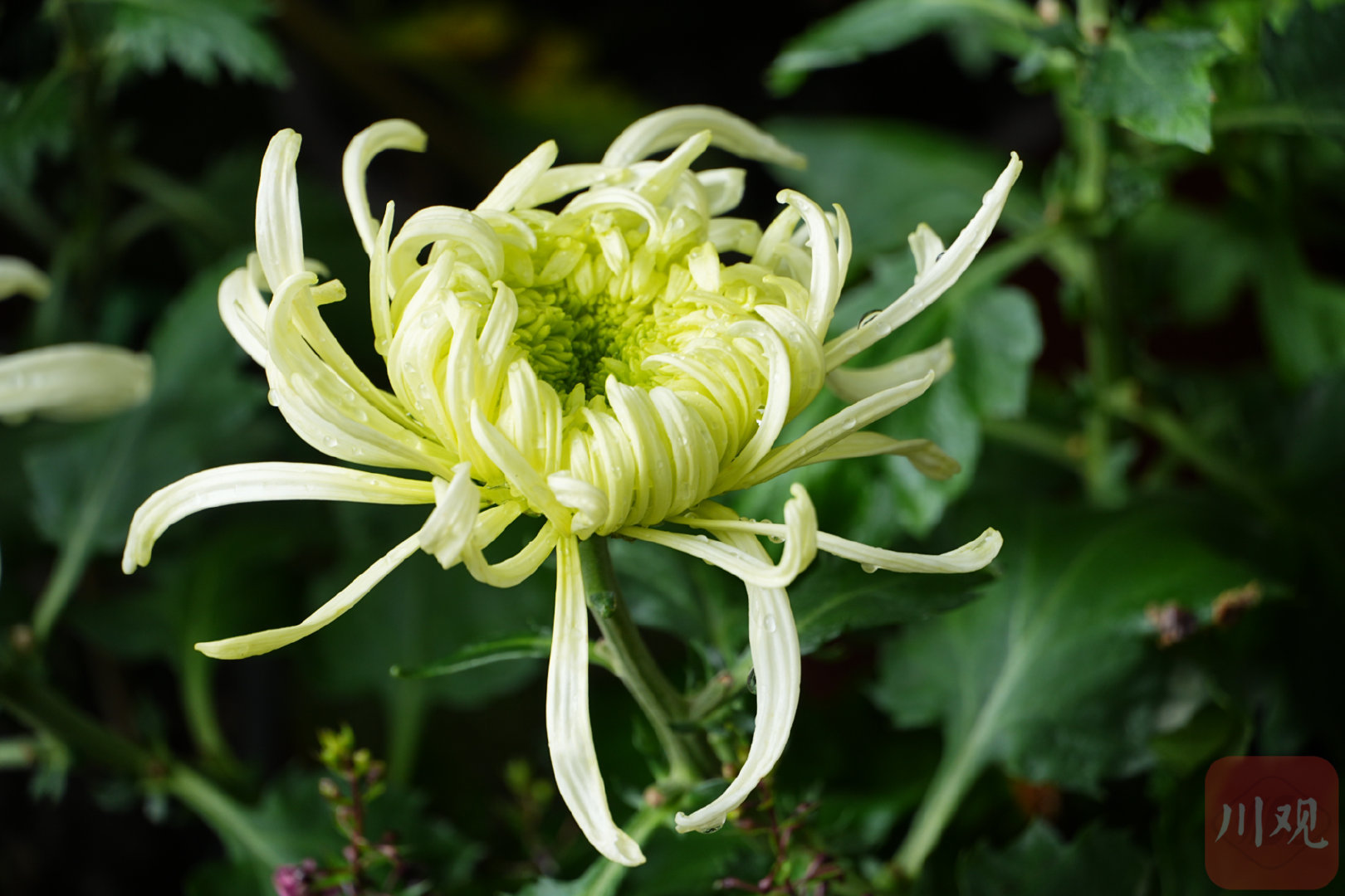【#四川秋天的仪式感从赏菊开始#】10月25日，2026成都金秋菊事