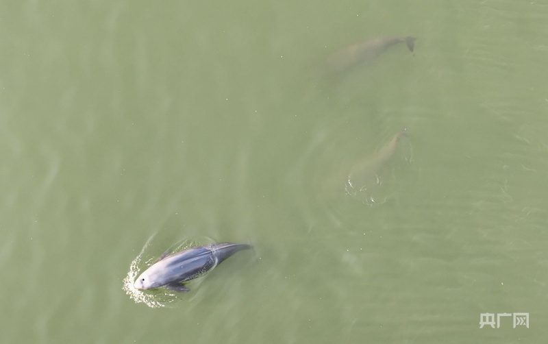 长江江豚在湘江长沙段逐浪(央广网发 陈杰 摄)