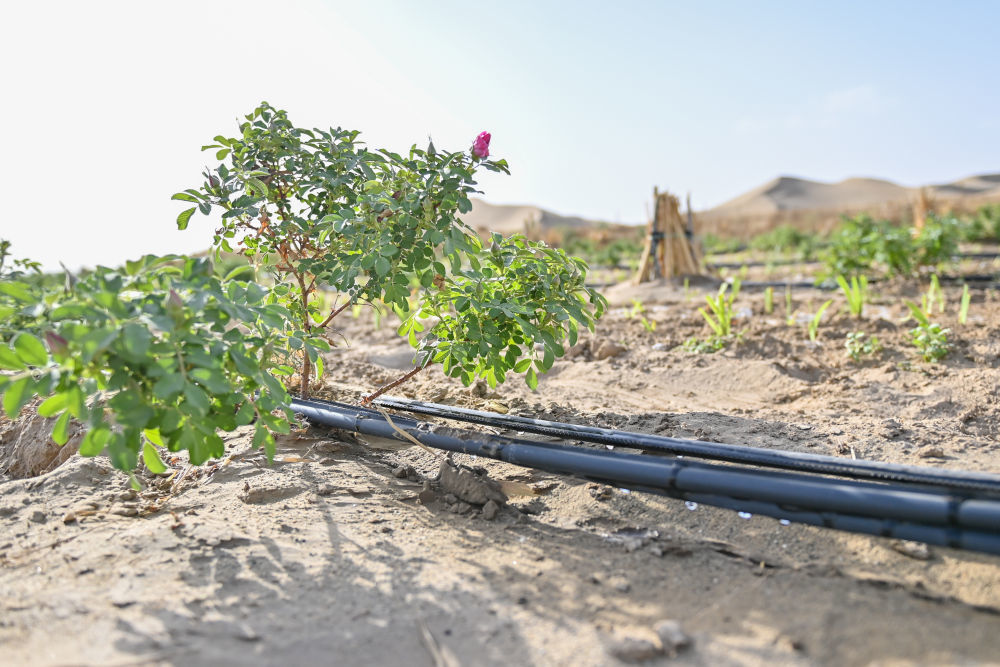 这是在新疆和田地区于田县万花园防沙治沙示范区拍摄的玫瑰花苗（4月15日摄）。　 新华社记者 丁磊 摄
