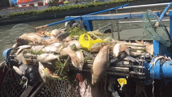 盲目放生的鱼大量死亡。/ 半岛都市报