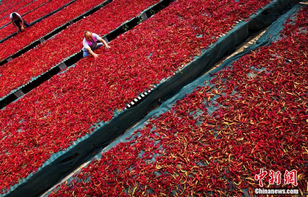 图为鸡泽县椒农在晒辣椒。(资料图) 中共鸡泽县委宣传部供图