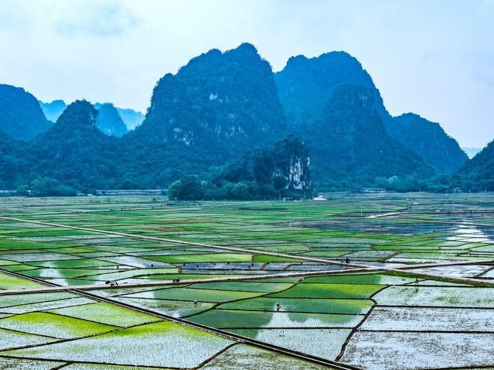 2026年3月29日，农民在广西玉林市兴业县石南镇马塘村田间劳作（无人机照片）。新华社发（刘峥 摄）