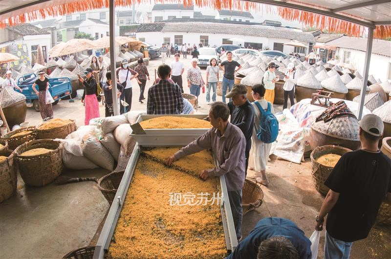 10月13日，吴中区光福窑上花果蜜饯厂开秤收桂，新一季糖桂花酿造拉开帷幕。农户送来鲜采金桂，工人仔细筛除枝叶杂质，再放入大缸，用传统梅卤工艺腌藏。阵阵桂香漫满厂区，一缸缸新桂封存，将江南秋香酿成苏式味道。