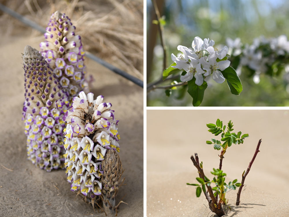 拼版照片：右上为在新疆阿克苏市丰庆园农民专业合作社示范园拍摄的苹果花（4月14日摄）；右下为在新疆和田地区于田县阗东防沙治沙示范区拍摄的玫瑰花苗（4月15日摄）；左为在新疆仙草蓉科技有限公司防沙治沙荒漠植物示范园拍摄的肉苁蓉（4月13日摄）。 新华社记者 丁磊 摄