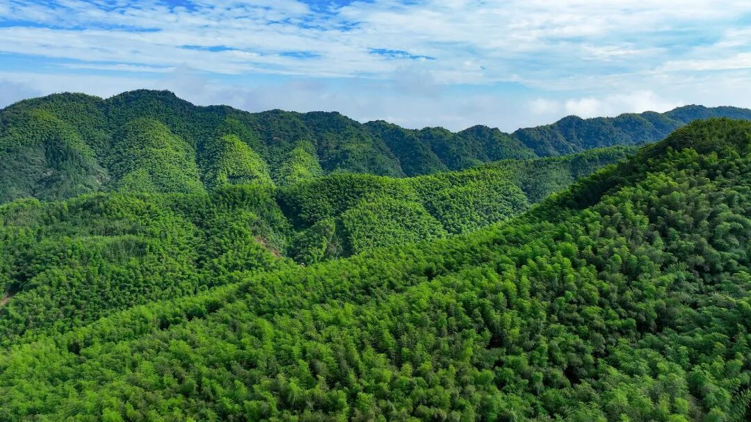 彝良万亩方竹产业基地.jpg