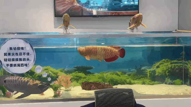 ▲ 机器鱼在水中畅游。图 / 作者供图