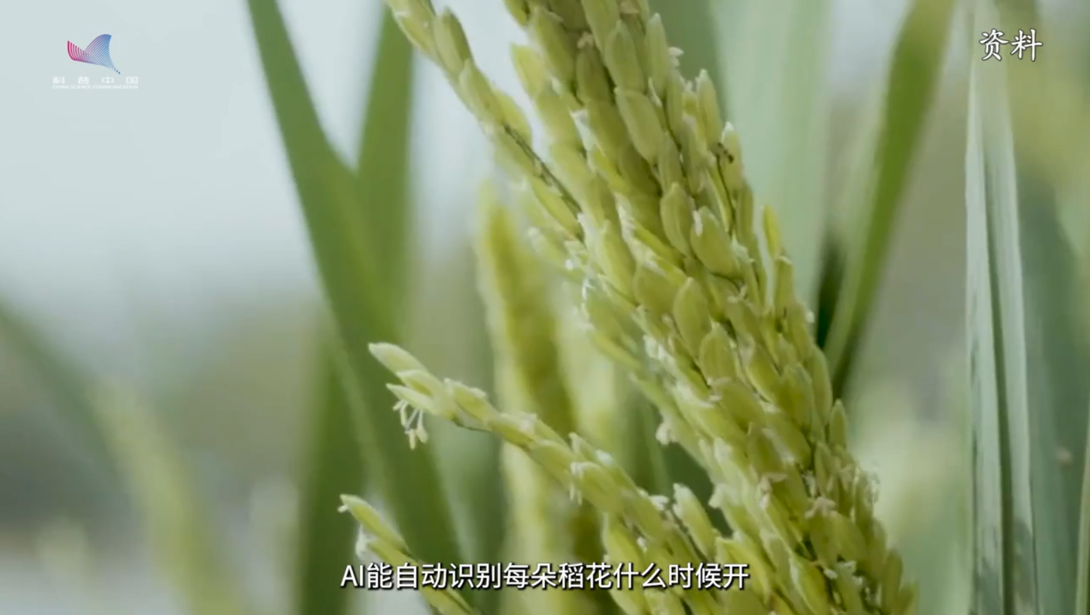 丰收密码｜一粒“中国种”，万家米饭香