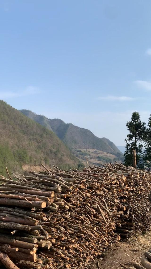 柴