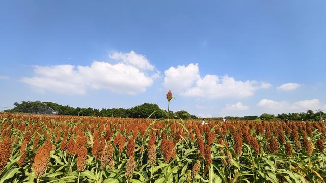 翔安九宝山红高粱成热门打卡点。（林木阳 摄）