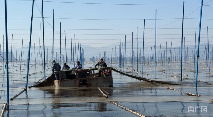 养殖户正在采收头水紫菜（央广网记者 李晓晓 摄）