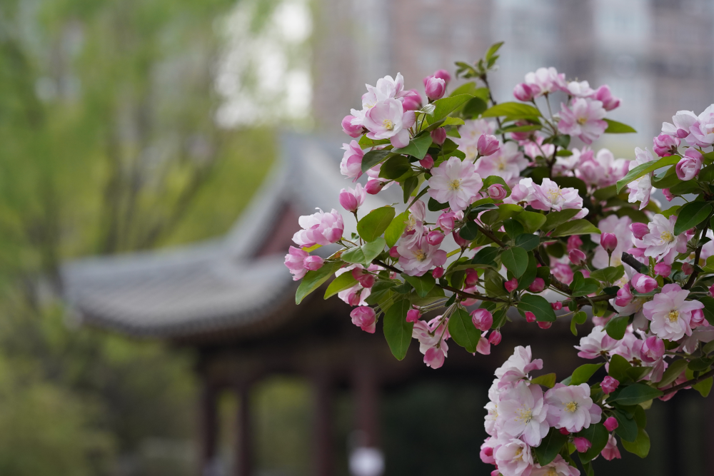 海棠花溪花開正盛_賞心悅目_首都之窗_北京市人民政府門戶網站