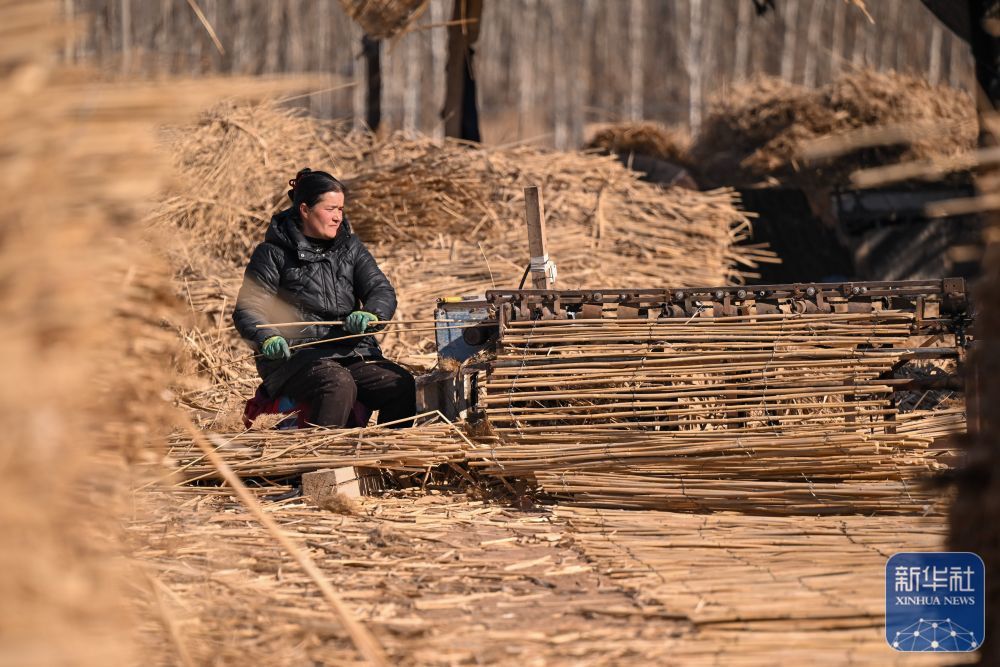 ↑ 在新疆和田地区墨玉县碧玉农产品农民专业合作社，农户在制作高立式沙障（1月10日摄）。