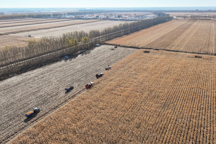 2024年10月16日，在黑龙江省肇东市五里明镇东升村，农民驾驶农机进行收割作业（无人机照片）。新华社记者 谢剑飞 摄