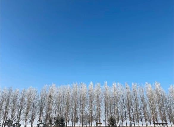 扎龙湿地附近,路边冬日景象。王雅洁/摄。