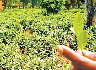 中马合作建设的法拉果茶场里，种植的茶叶郁郁葱葱。　本文图片均由受访者提供