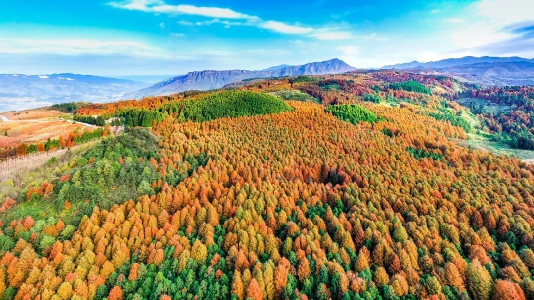 山王坪秋 (2).jpg