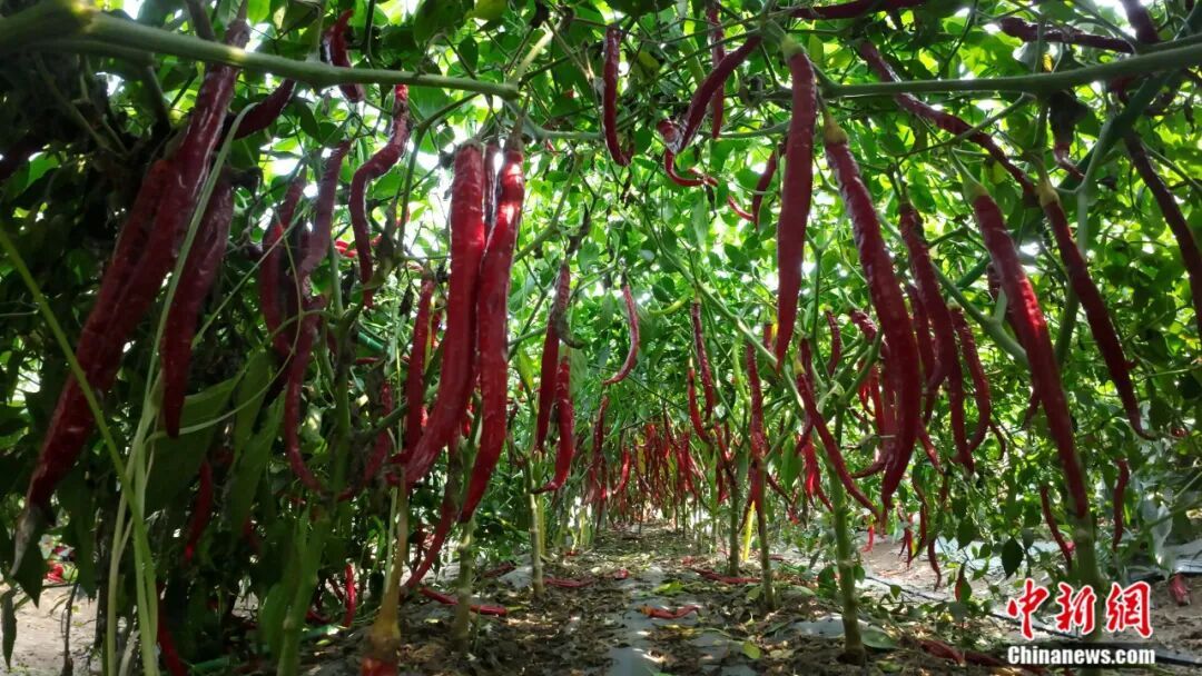 图为鸡泽县种植的羊角椒。王超 摄