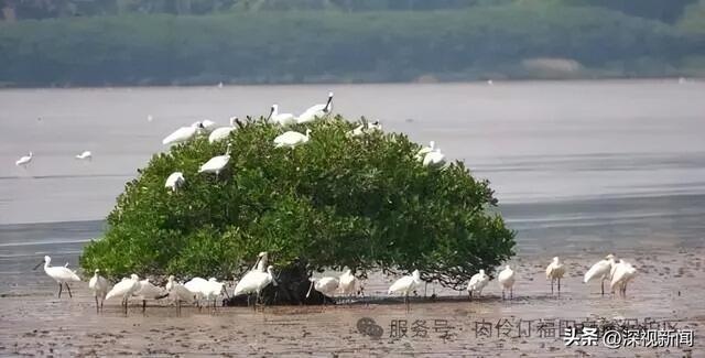 高清监测鸟类画面