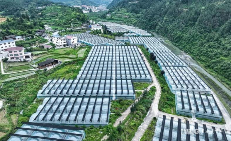 铜仁市万山区蔬菜直供粤港澳大湾区